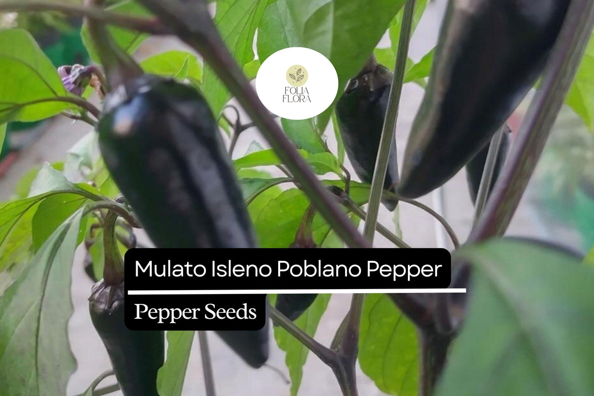 Mulato Isleno Poblano Pepper Seeds - 10 Seeds, Mild Chili, Capsicum Annuum, Dark Green to Deep Brown, Ideal for Mole and Sauces