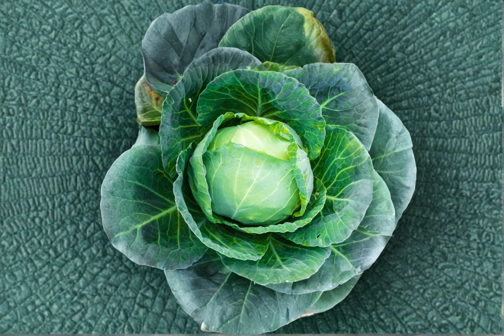 Heirloom Danish Ballhead Cabbage Seeds – Non-GMO, Green, Large Firm Heads, Brassica oleracea var. capitata, 1 Gram