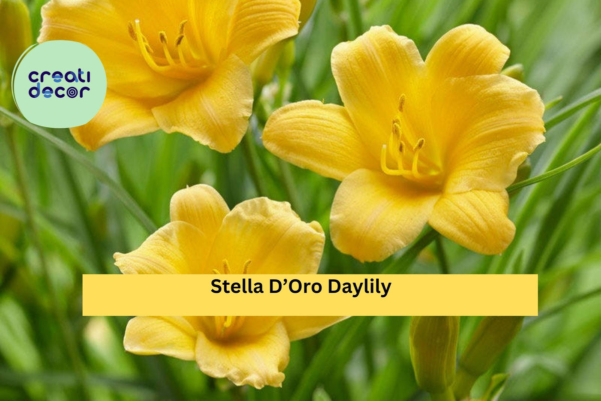 Stella D’Oro Daylily - 30 Bare Root Plants, Yellow Perennial Flowers, Hemerocallis ‘Stella D’Oro’, Hardy Garden Border Plant