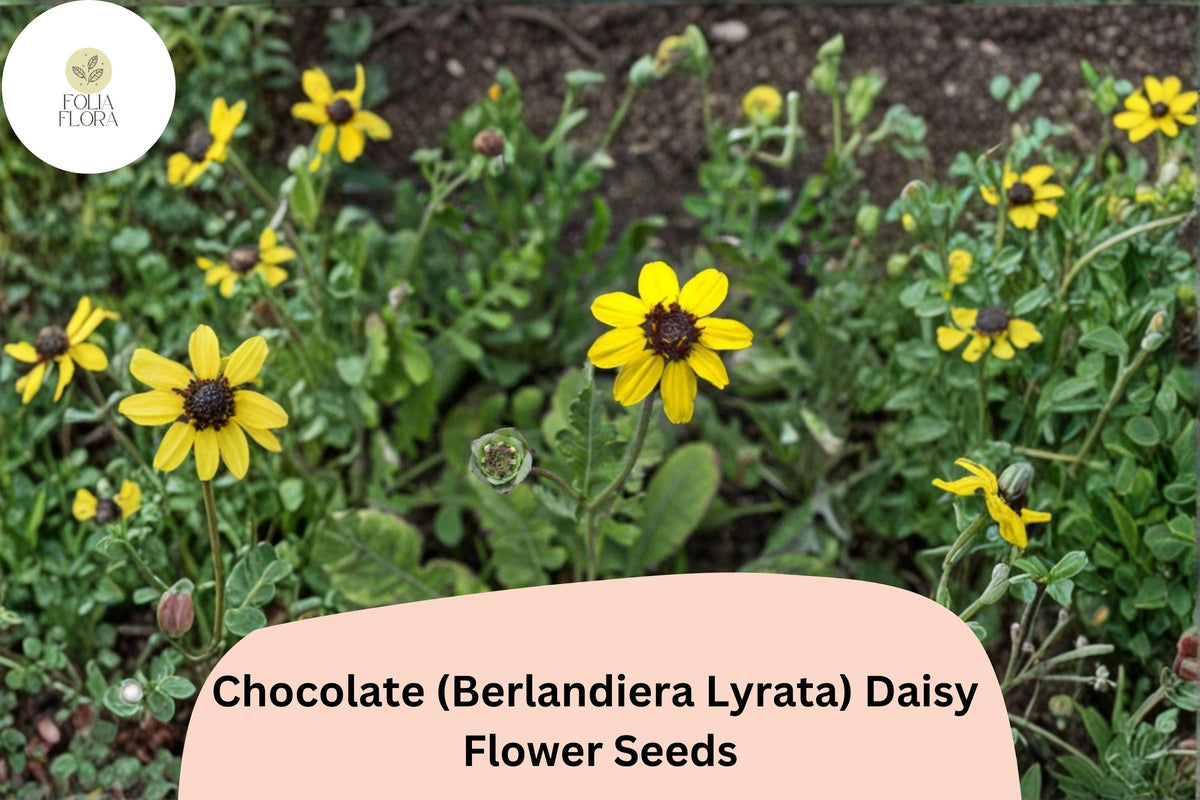 200+ Chocolate Daisy Seeds | Berlandiera lyrata | Fragrant Yellow-Brown Wildflower | Non-GMO for Garden Planting
