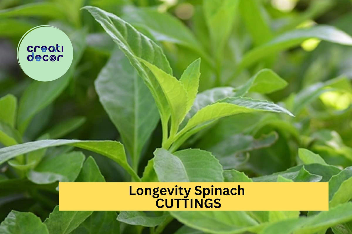 10 Longevity Spinach Cuttings – Gynura procumbens – Unrooted Edible Green Stems for Garden or Pots – Easy to Grow