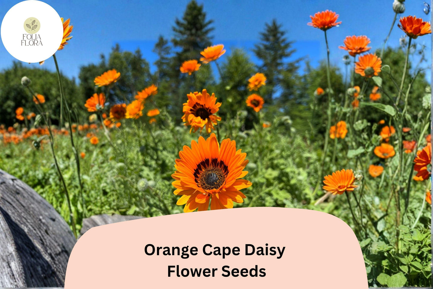 200+ Orange Cape Daisy Seeds | Osteospermum ecklonis | Bright Orange Blooms for Sunny Gardens