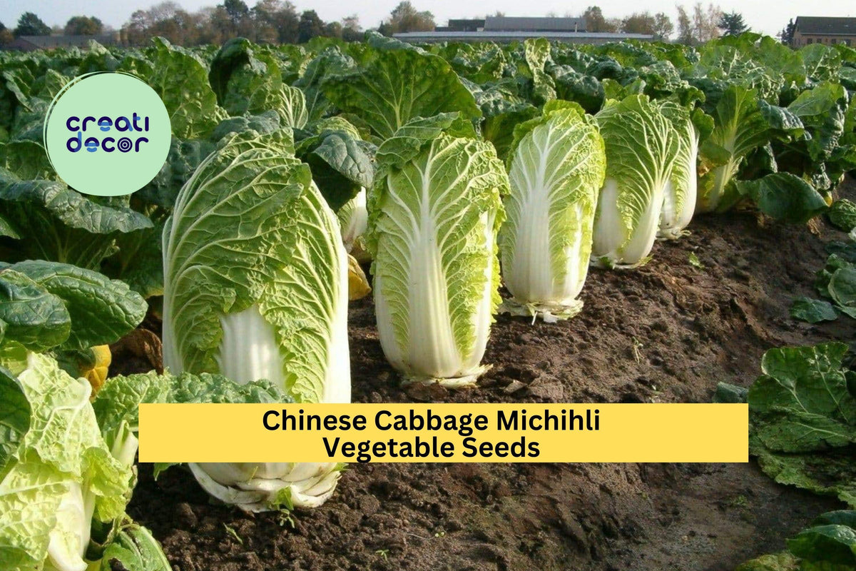 500mg Michihli Chinese Cabbage Seeds - Brassica rapa Pekinensis - 3 Packs of Crisp, Upright Heading Seeds for Garden or Containers