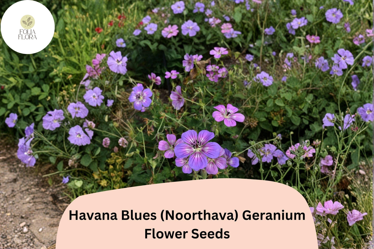 25+ Havana Blues Geranium Seeds | Purple-Blue Hardy Perennial Garden Flowers