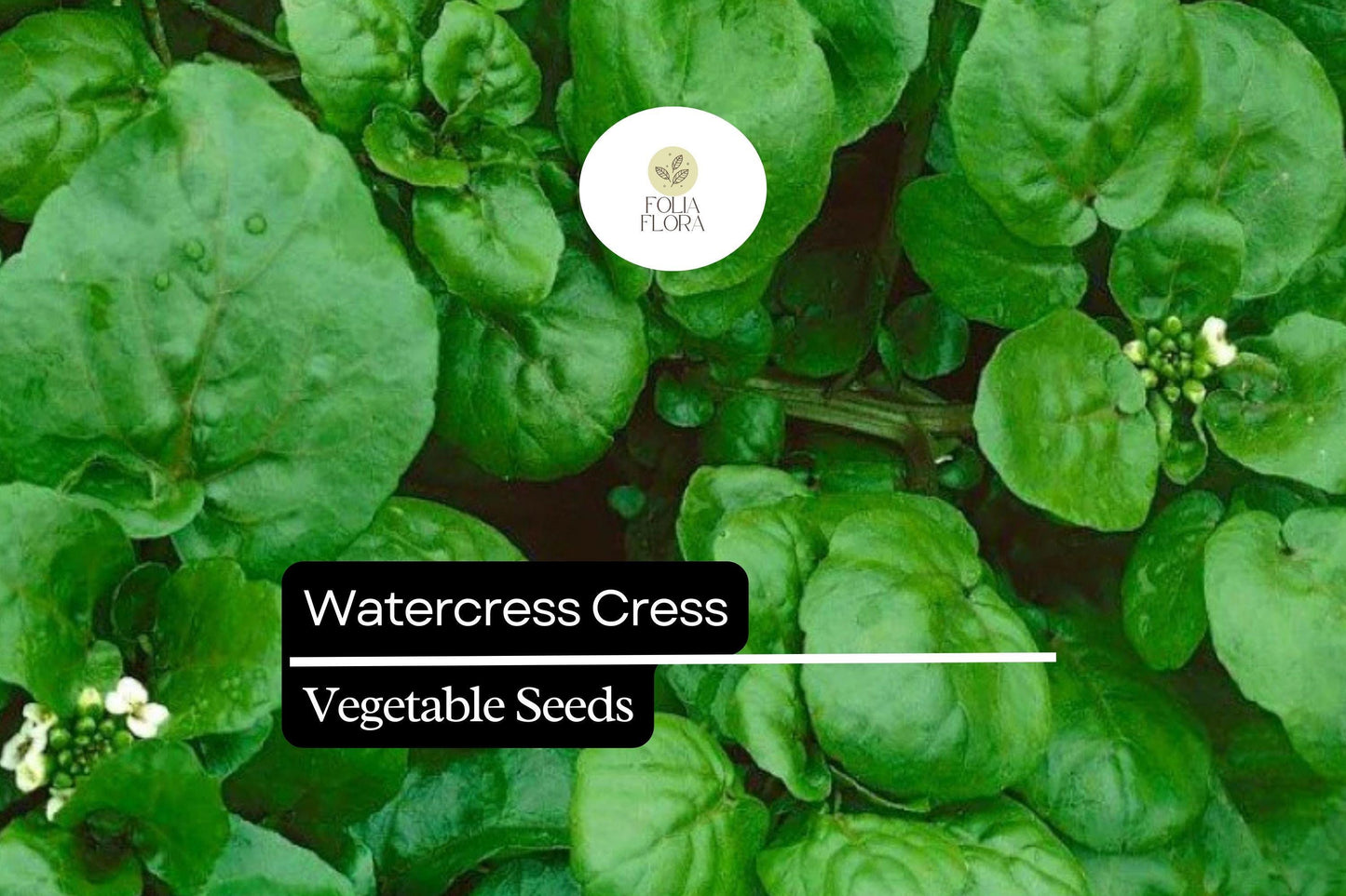 2000 Seeds Watercress Cress (Nasturtium officinale) – Nutrient-Rich Aquatic Herb for Salads & Garnishes