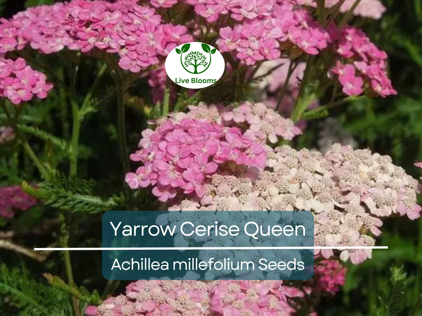 500 Seeds Yarrow Cerise Queen Perennial - Vibrant Pink Blooms, Pollinator Friendly, Non-GMO