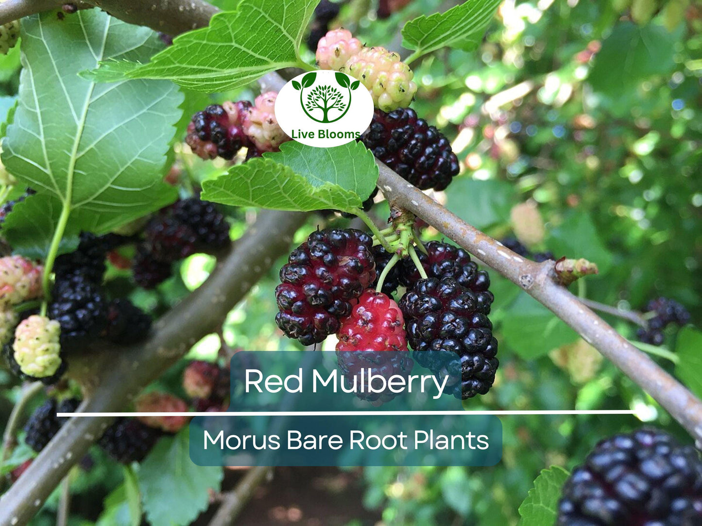 Red Mulberry Tree Morus Rubra Bare Root 12-24 Inches Tall Native Shade Tree with Sweet Berries