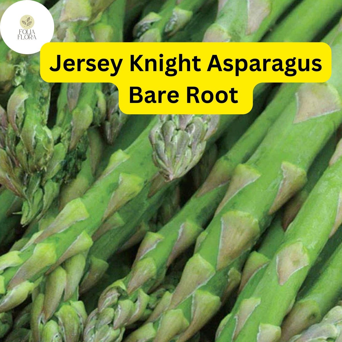 10 Bare Root Asparagus Crowns - Jersey Knight, High-Yield Perennial, Disease-Resistant, Asparagus officinalis