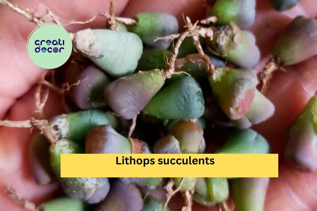 40 Lithops Living Stone Succulents | Rare Mini Bare Root Succulent Starter Pack for Indoor Pots