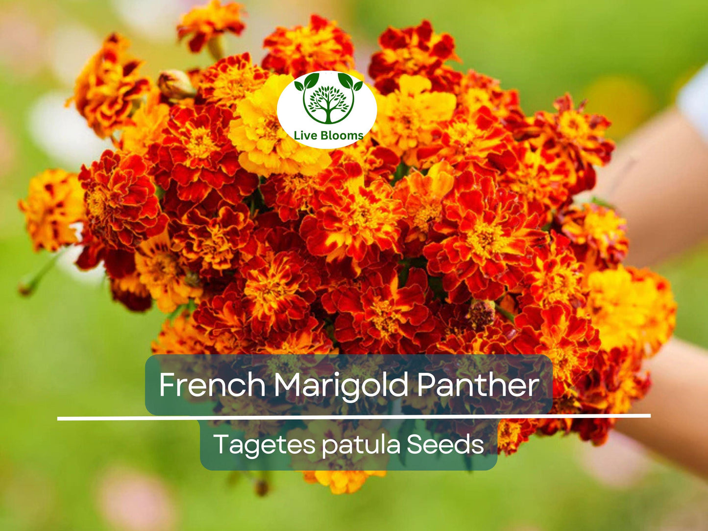 200 Seeds French Marigold Panther - Edible, Dwarf, Non-GMO, Butterfly Attracting Garden Flower