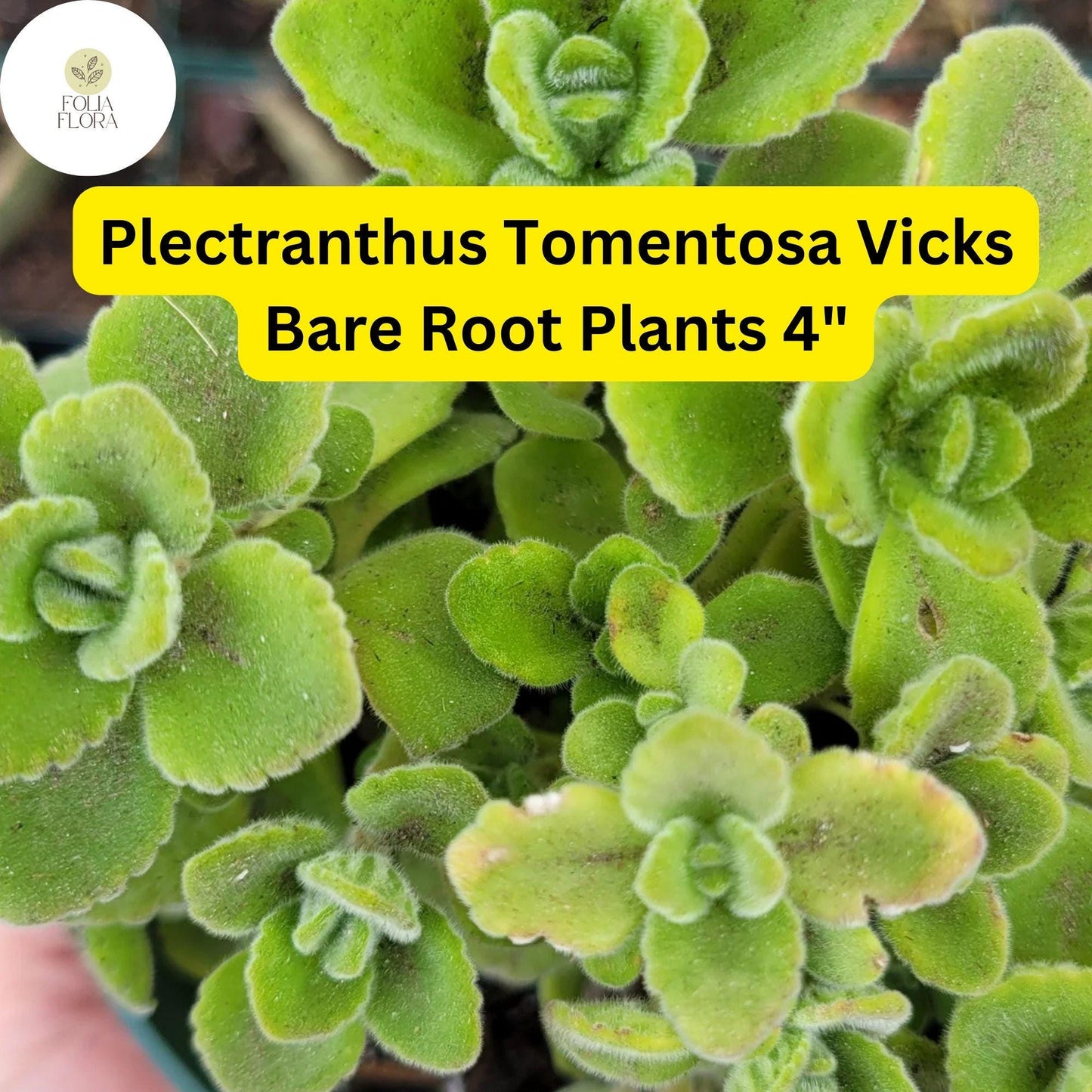 Plectranthus tomentosa Vicks Plant – 2 Live 4” Bare Root Succulent Houseplants