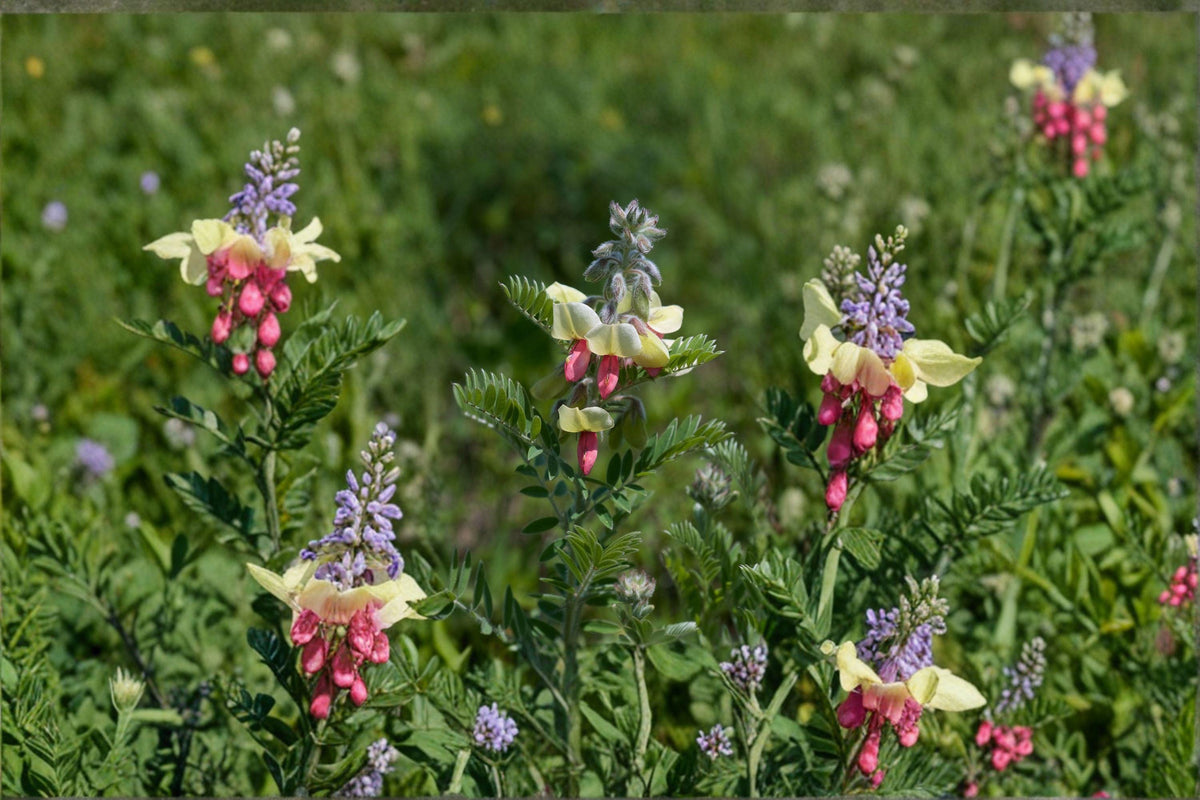 Goat's Rue Seeds - 10 Non-GMO Seeds of Tephrosia virginiana | Native Prairie Perennial | Nitrogen-Fixing Pollinator Plant
