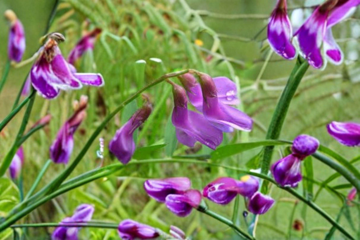 American Vetch Seeds - 25 Seeds - Purple Flower Climbing Vine - Vicia americana - Nitrogen-Fixing Native Plant for Pollinators