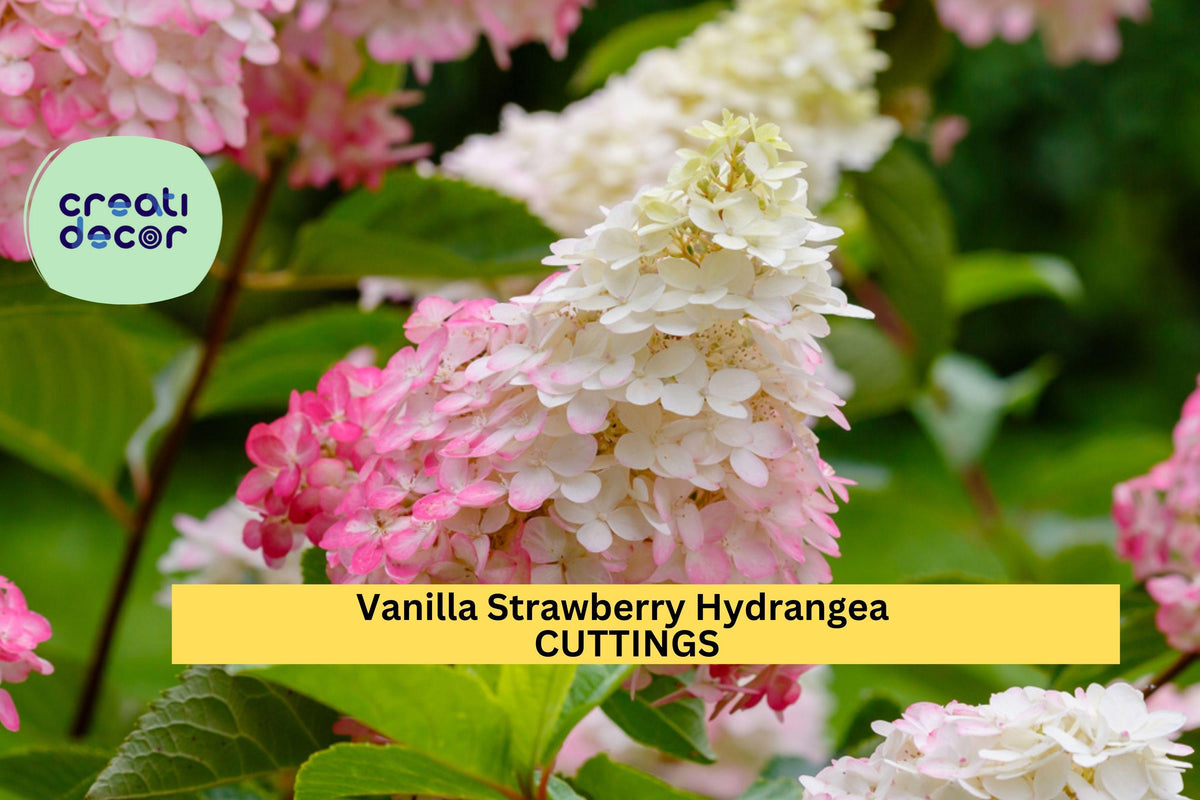 6 Unrooted Hydrangea Cuttings | Vanilla Strawberry | Hydrangea paniculata | Pink-White Blooms for Hedges & Borders