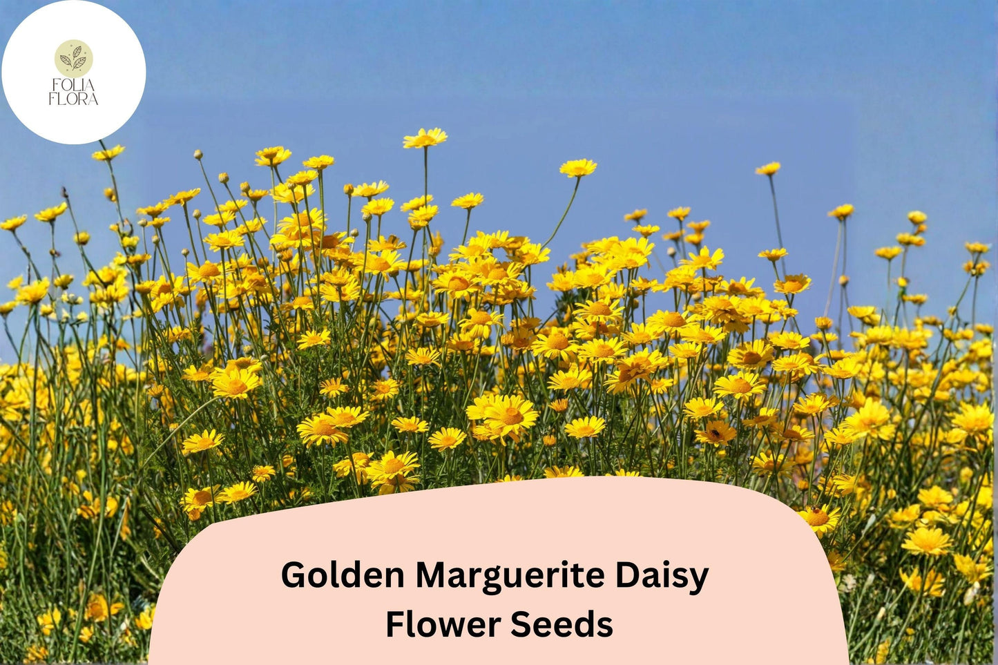 200+ Golden Marguerite Daisy Seeds | Anthemis tinctoria | Bright Yellow Perennial Flowers for Sunny Gardens