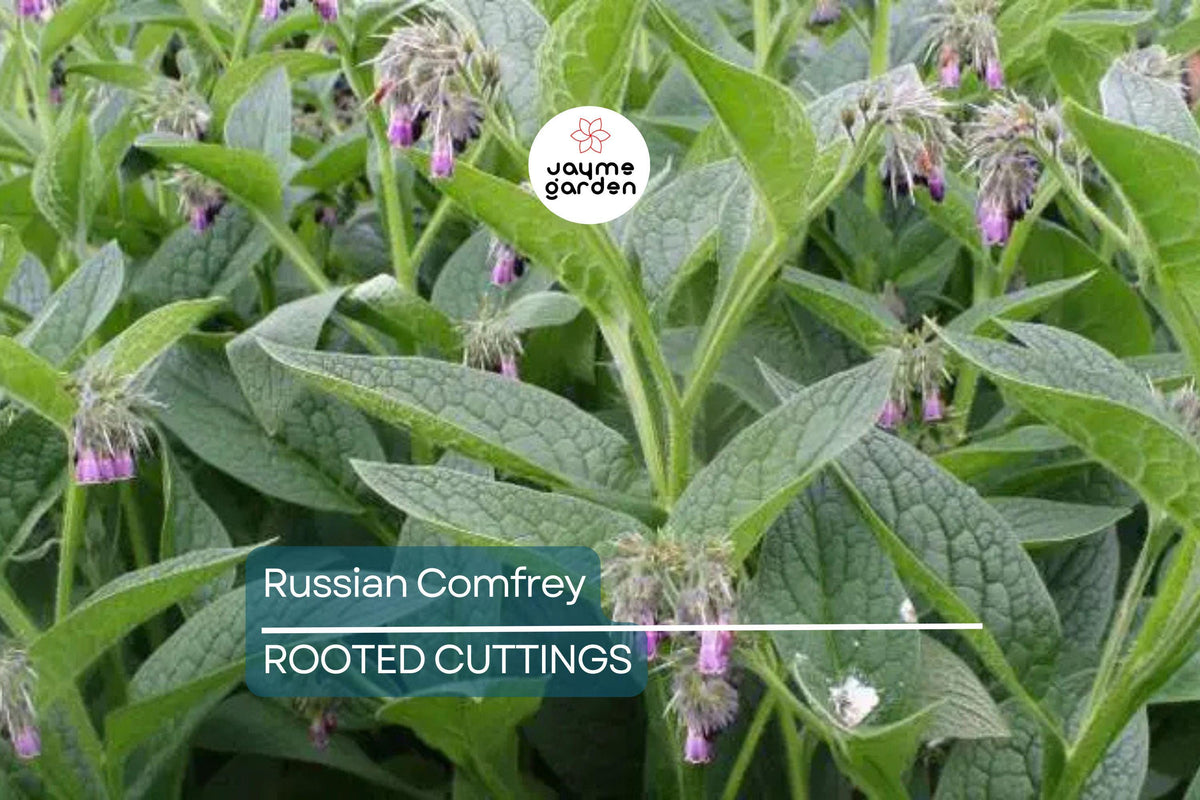 Large Live Russian Comfrey Crown Cuttings 5 Pack - Bocking #14, 1-2" Shoots & Roots, Soil Builder, Permaculture Plant, Symphytum x uplandicum