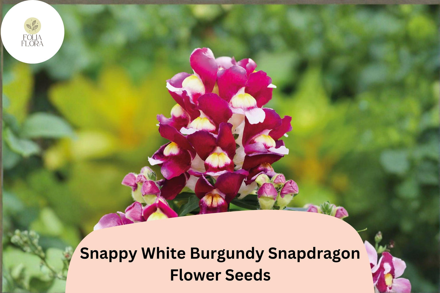 1000+ Snappy White Burgundy Snapdragon Seeds | Antirrhinum majus Bicolor Flowers for Gardens & Pots