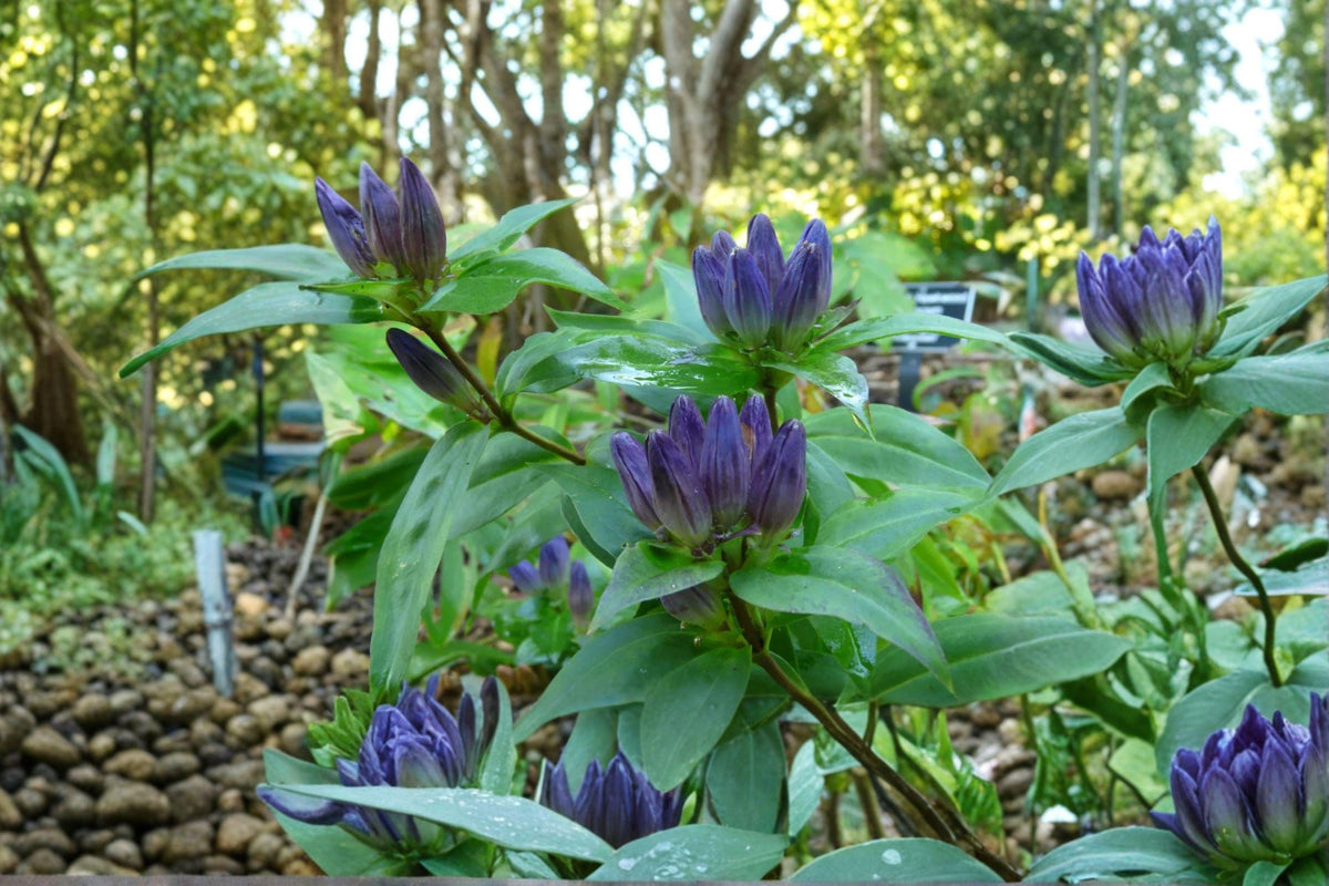 Bottle Gentian Seeds - 100 Seeds - Gentiana andrewsii - Native Wildflower for Pollinator & Woodland Gardens