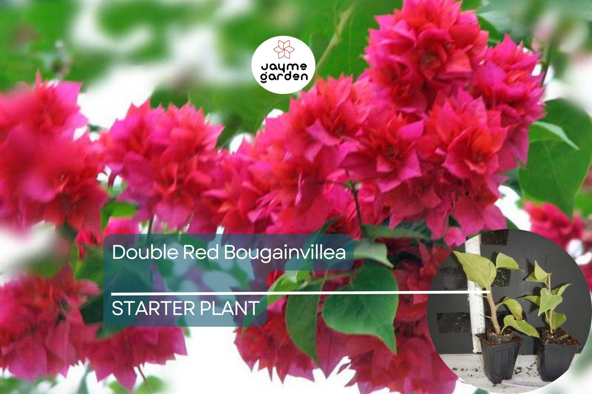 Double Red Bougainvillea Starter Plant | Rare Live Plant | Bougainvillea spectabilis | USA Grown for Outdoor Gardens