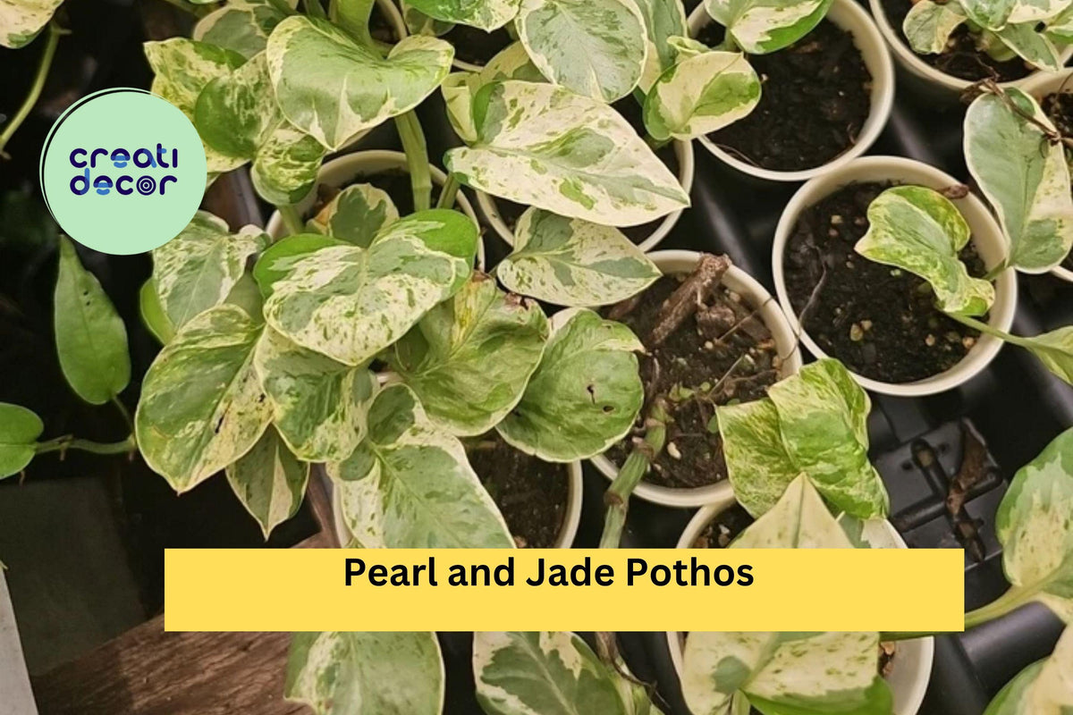 Rooted Live Indoor Plant - Pearl and Jade Pothos - Epipremnum aureum ‘Pearl and Jade’ - Easy Care Variegated Vine
