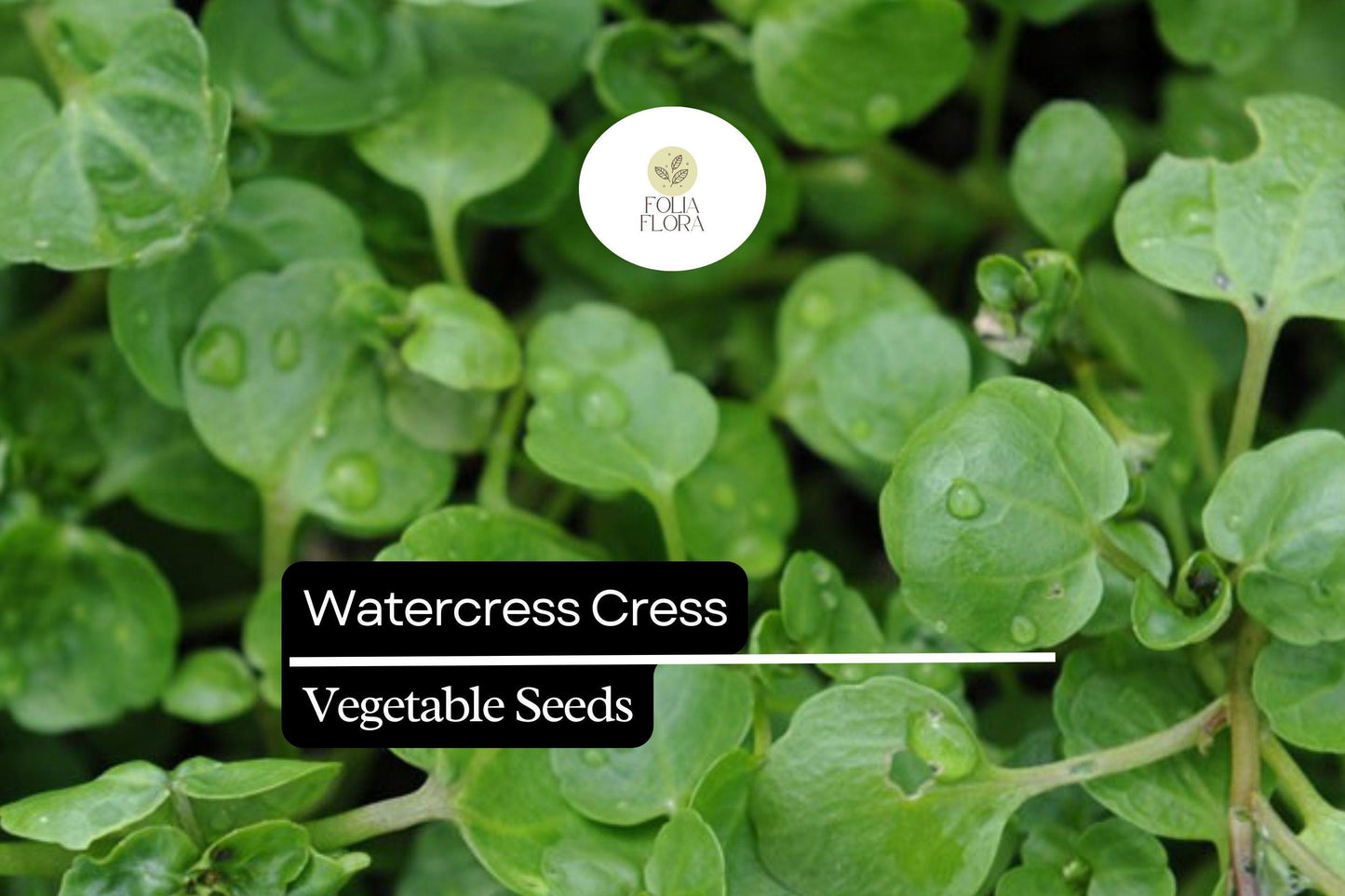 1000 Seeds Watercress Cress (Nasturtium officinale) – Nutrient-Rich Aquatic Herb for Salads & Garnishes
