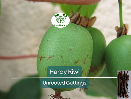 10 Organic Hardy Kiwi Actinidia Arguta Geneva Female Unrooted Cuttings – Cold-Tolerant Non-GMO Fruit Plants