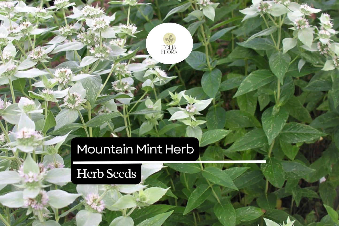 Mountain Mint Seeds (Pycnanthemum verticillatum) | 25 Seeds | Aromatic Edible Herb | Native Perennial