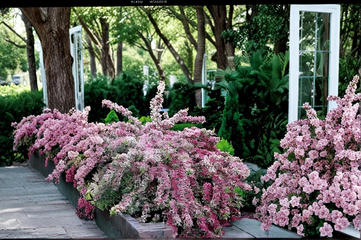 Variegated Weigela Live Plants 1-2 ft Pink Flowering Shrub Weigela florida - Deciduous Ornamental Plant for Gardens