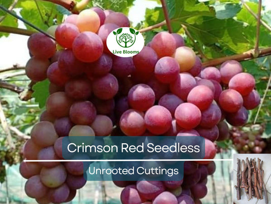 10 Crimson Fresh Vine Unrooted Cuttings - Large Red Seedless Table Grapes (Vitis vinifera) for Easy Propagation