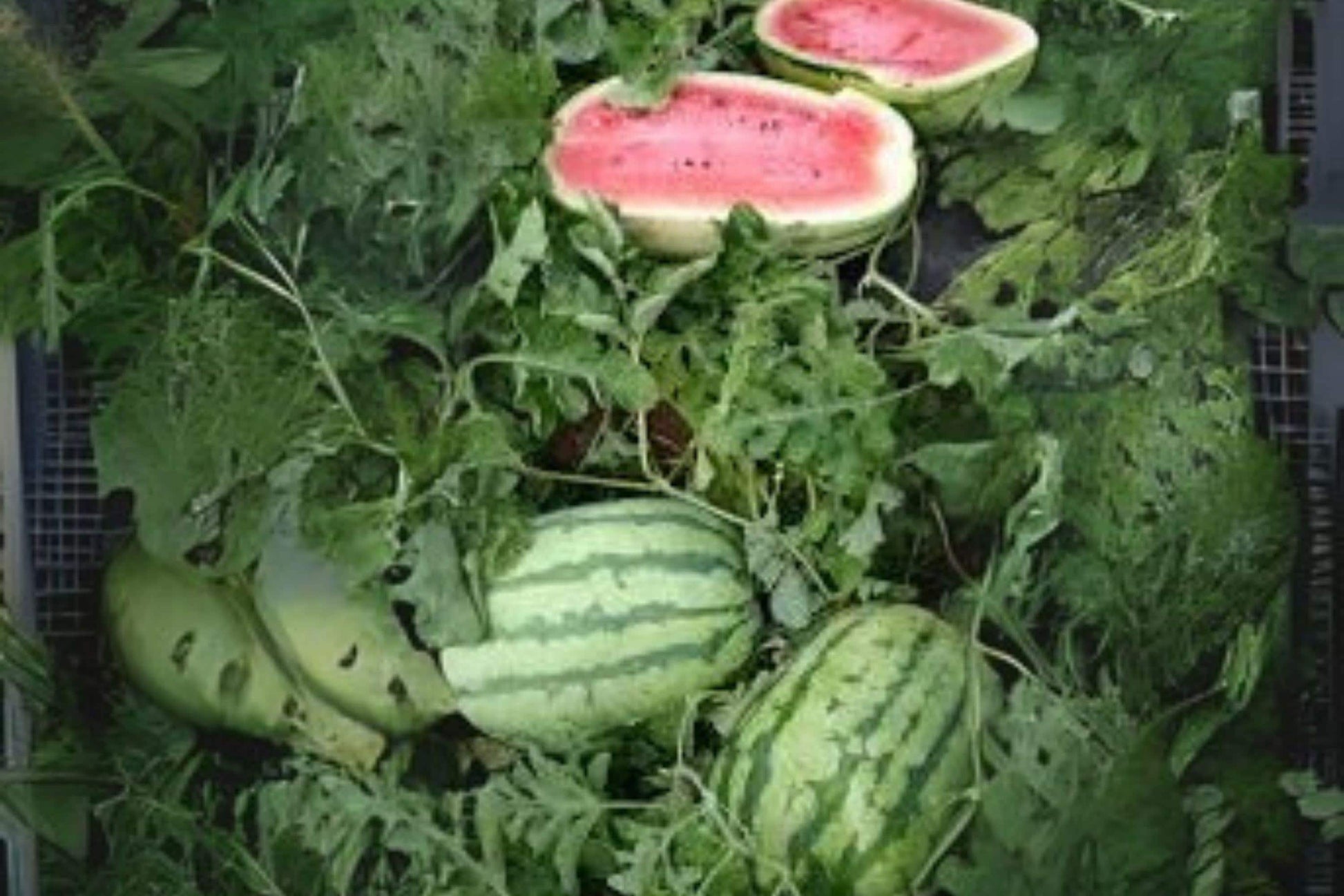 Jubilee Watermelon Seeds 1g Heirloom Large Melon Citrullus lanatus Sweet Summer Garden Seeds