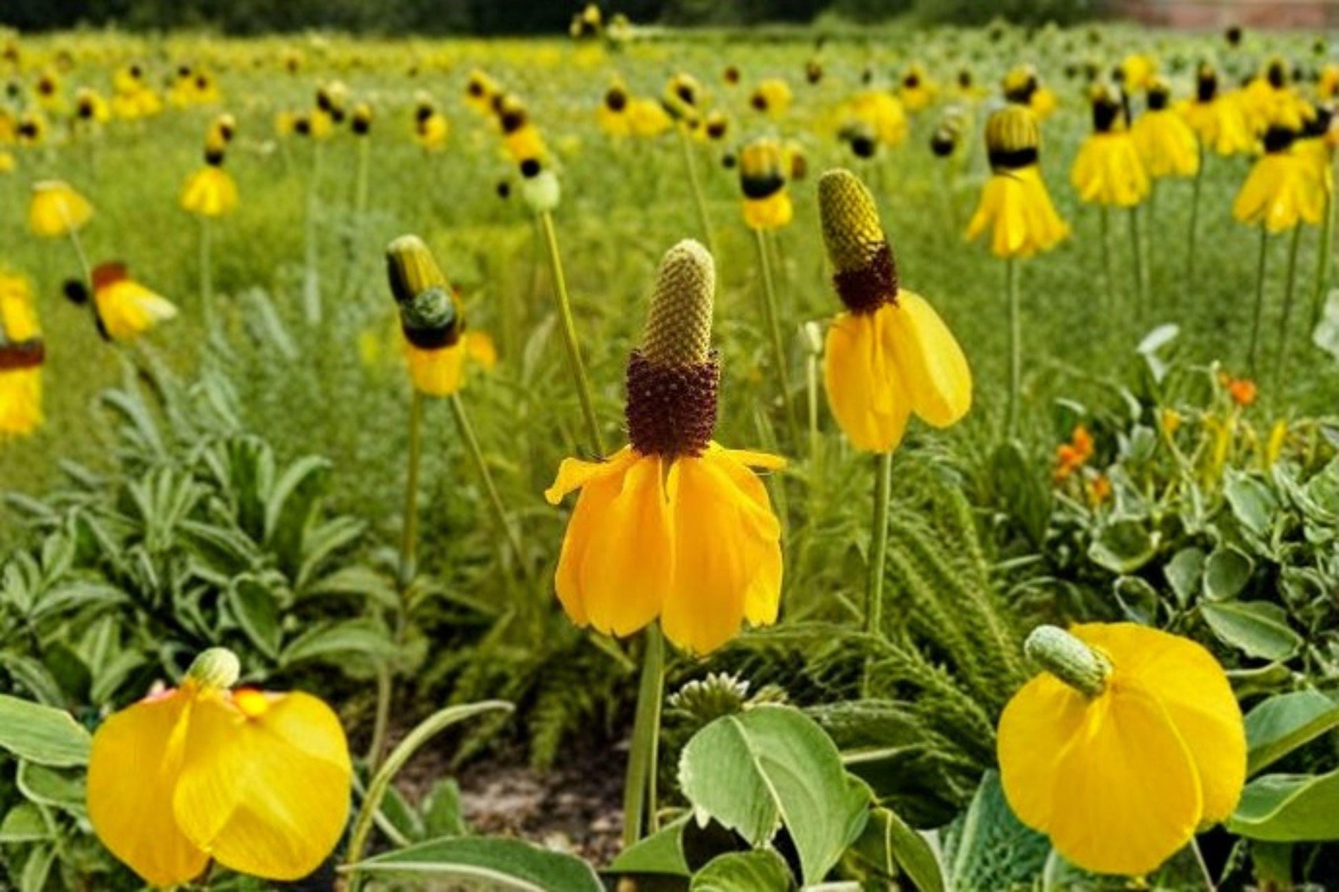 100 Seeds Ratibida columnifera Prairie Coneflower Native Wildflower for Pollinator Gardens