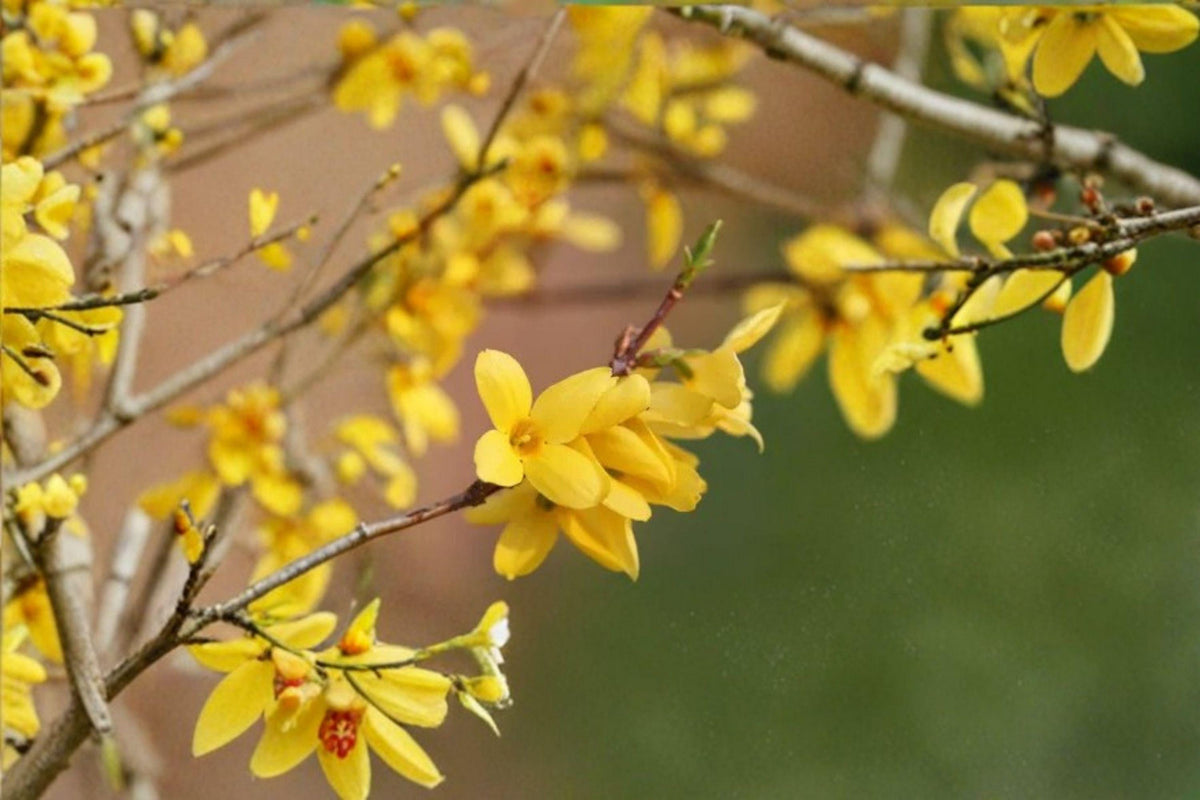 Weeping Forsythia Seeds (10) - Golden Spring Blooms, Ornamental Shrub - Forsythia suspensa, Bright Yellow Flowers for Gardens