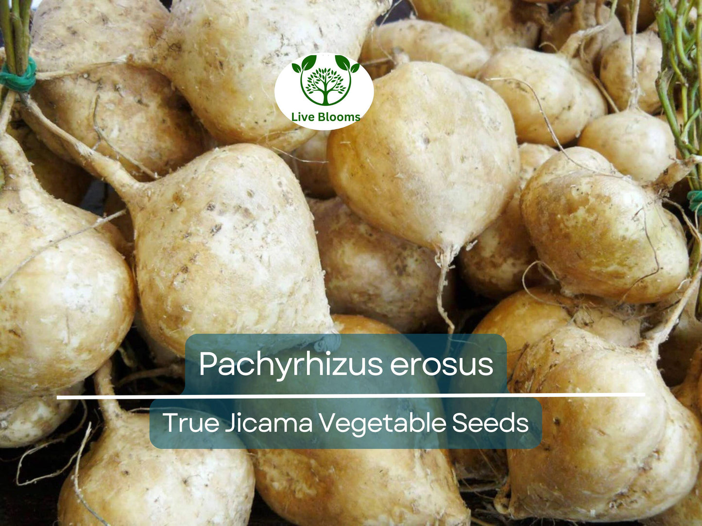5 Seeds True Jicama – Pachyrhizus erosus Heirloom Root Vegetable Seeds for Nutritious Garden Harvests