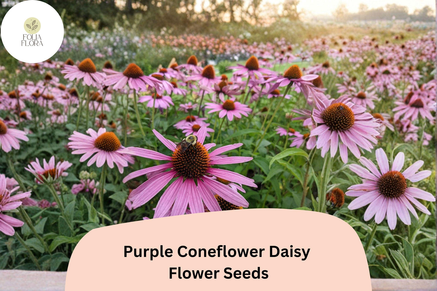 200+ Purple Coneflower Daisy Seeds | Echinacea purpurea | Easy to Grow Perennial Flowers for Pollinators