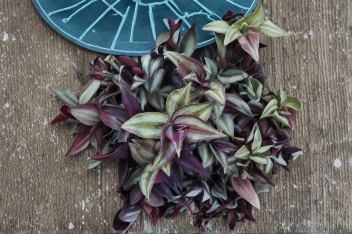 Tradescantia Cuttings 10 Pack 4-6" Purple Wandering Dude Plant Tradescantia zebrina - Fast-Growing Trailing Perennial Plant