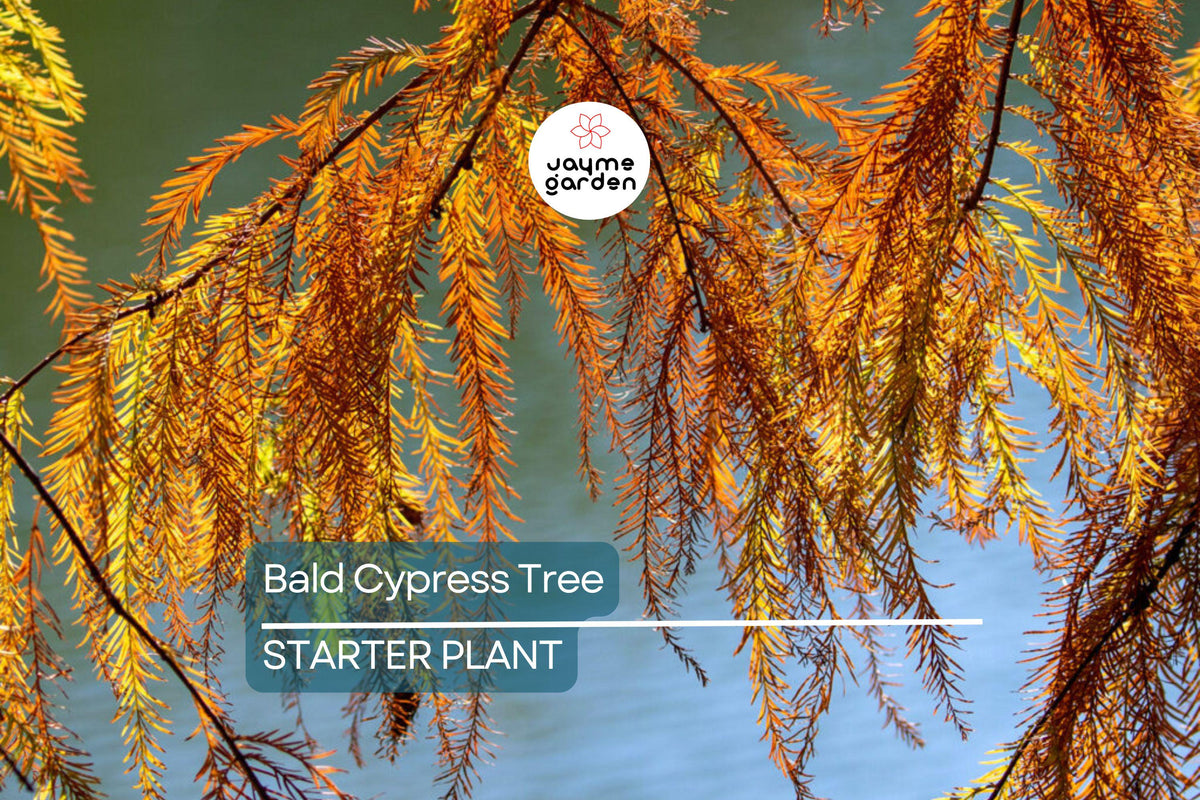 Bald Cypress Tree Seedling | 2-3 Ft Potted | Taxodium distichum | Hardy Wetland Shade & Erosion Control Tree for Zones 4-9