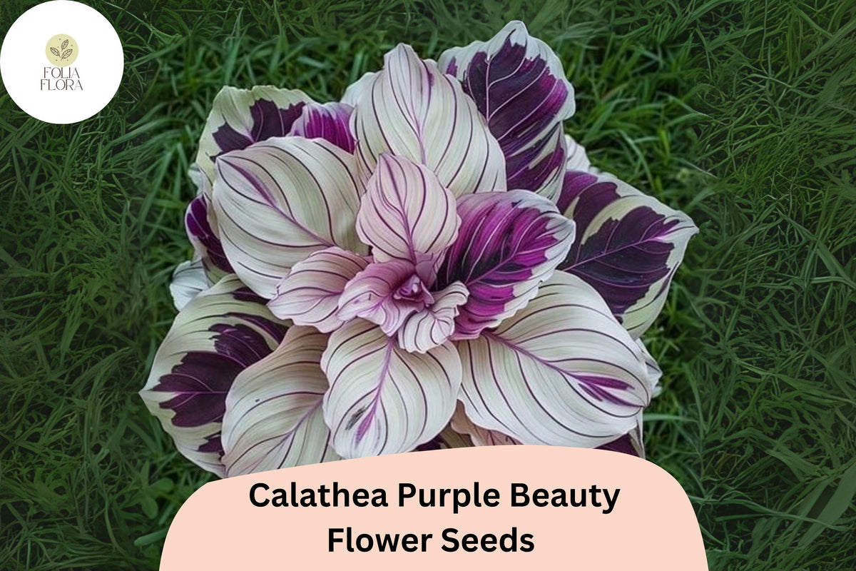 Purple Beauty Calathea Seeds - 25+ Exotic Tropical Foliage Seeds for Indoor & Garden