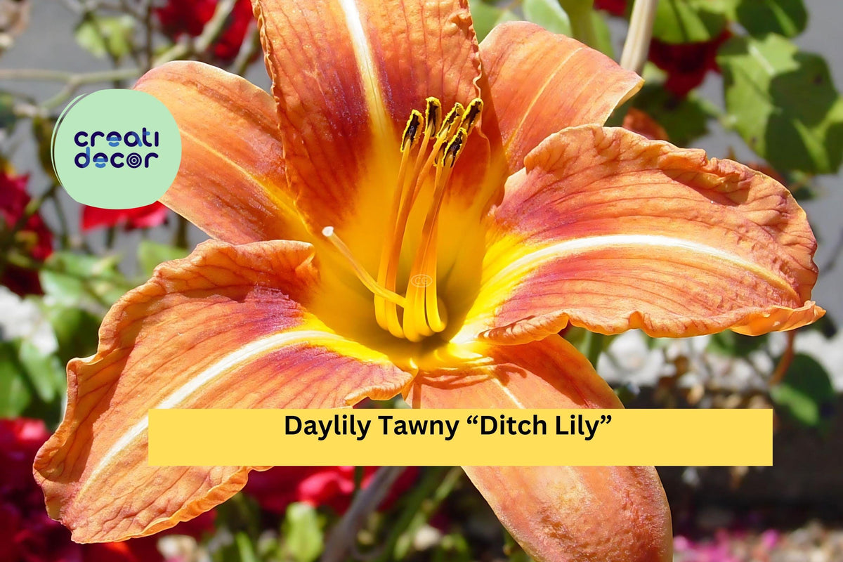 40 Tawny Daylily Bare Root Plants - Hardy Perennial Orange Blooms for Garden Borders & Landscaping
