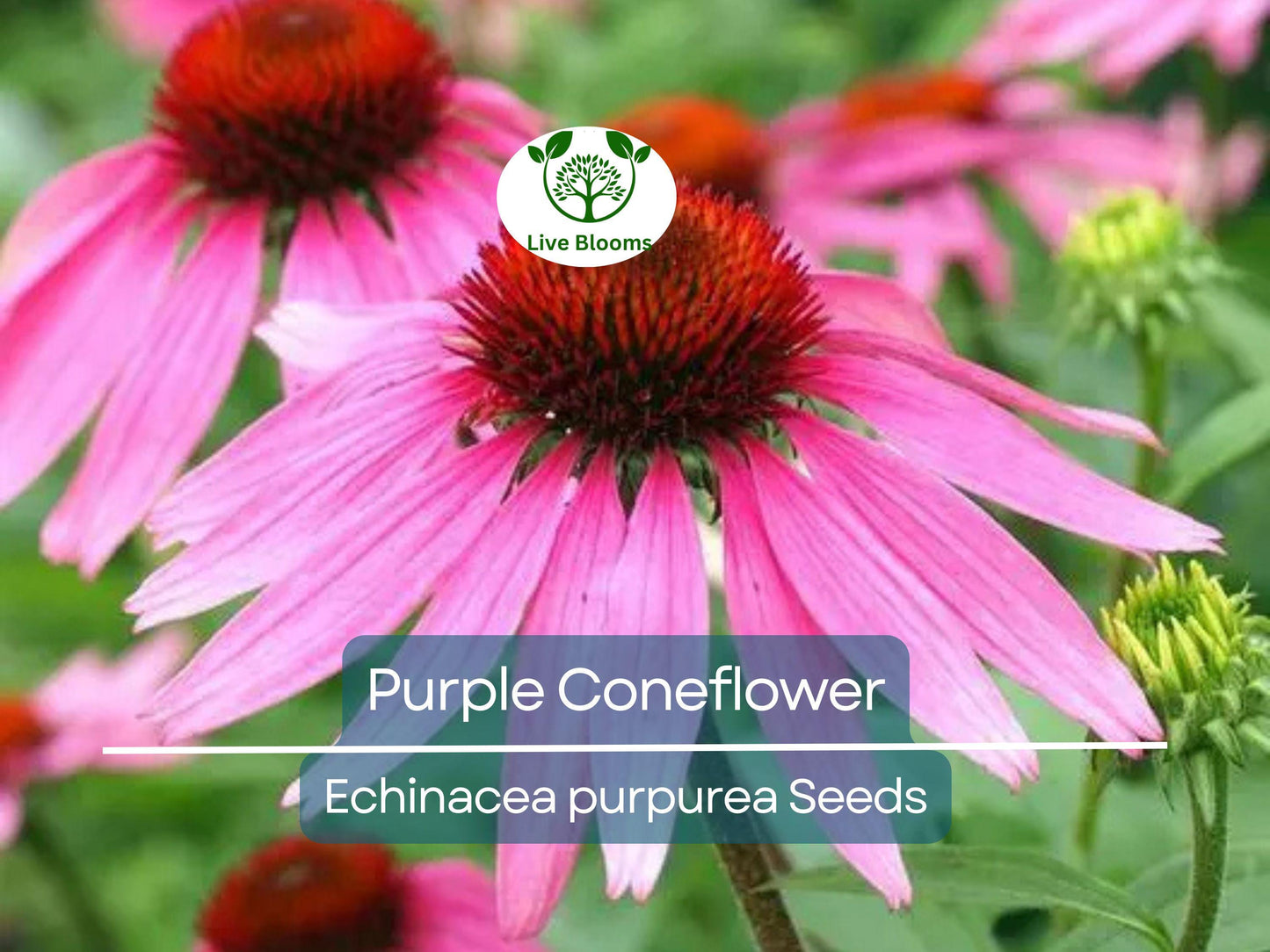 200 Seeds Purple Coneflower Echinacea Purpurea Perennial Pollinator Flowers Non-GMO