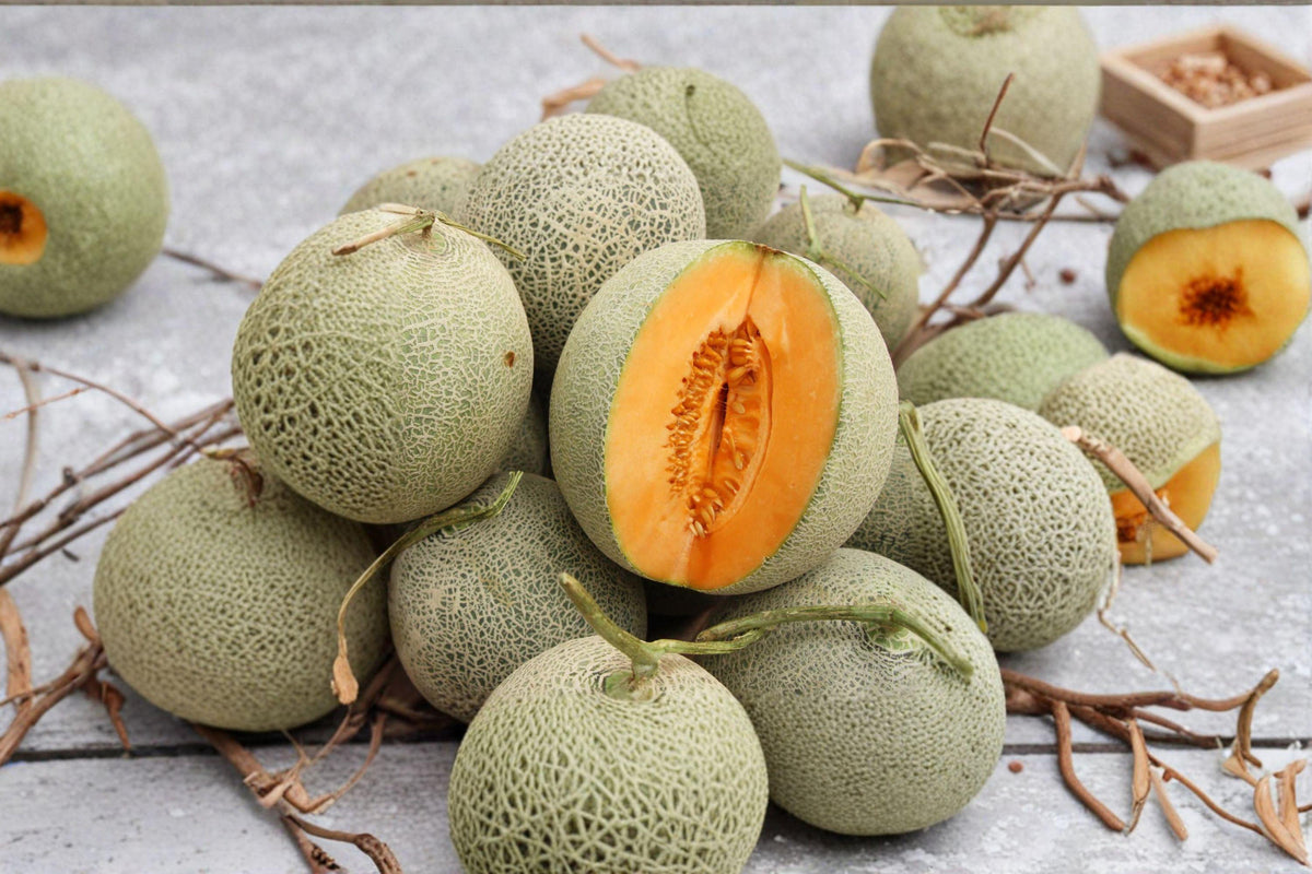 Hales Best Jumbo Melon Seeds - 35 Heirloom Cantaloupe Seeds, Sweet Orange Flesh, Cucumis melo, Classic Summer Fruit
