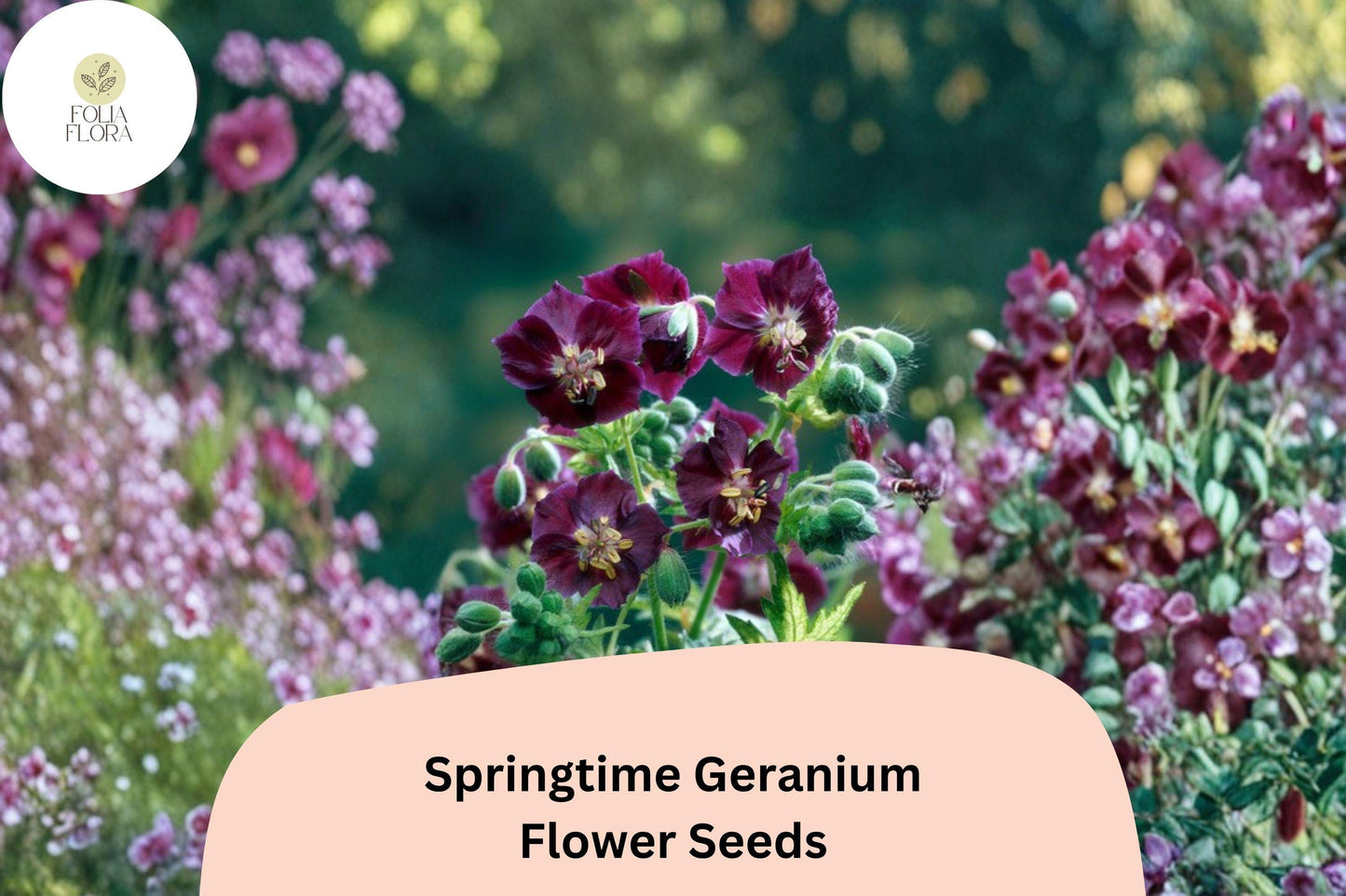 25+ Springtime Geranium Seeds | Hardy Perennial Cranesbill with Purple Blooms for Gardens