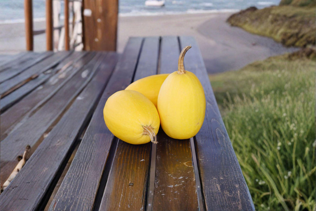 Spaghetti Squash Seeds – 10 Non-GMO Seeds – Classic Winter Squash, Cucurbita pepo – Healthy & Versatile Garden Vegetable