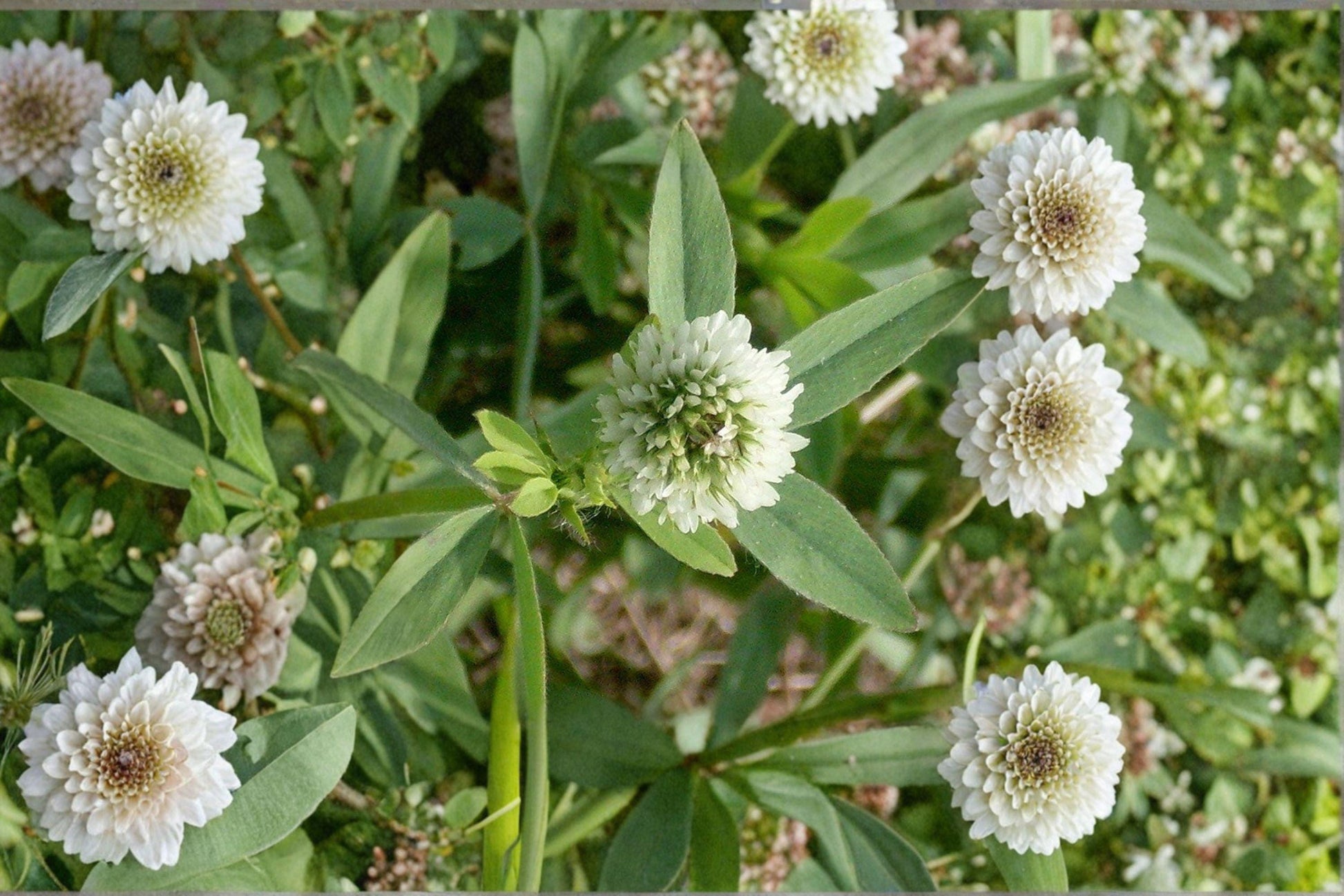 100 Berseem Clover Seeds Trifolium alexandrinum Egyptian Cover Crop Forage Legume Soil Improvement