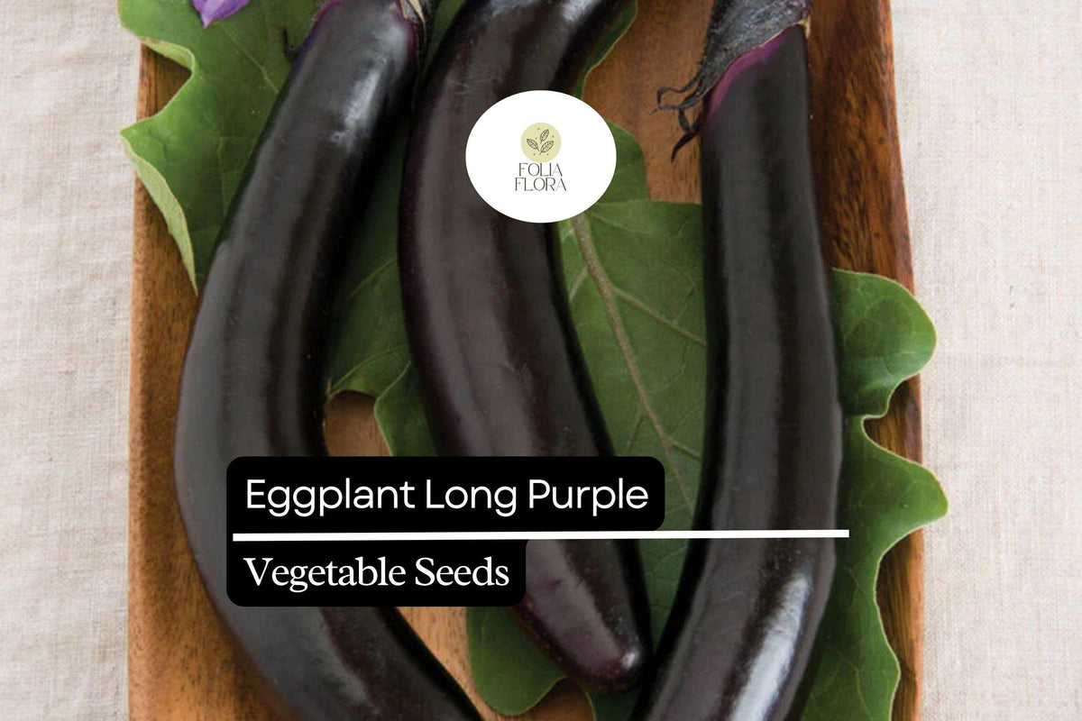 350 Long Purple Eggplant Seeds | Heirloom Non-GMO | Solanum melongena | Productive Vegetable for Easy Growing