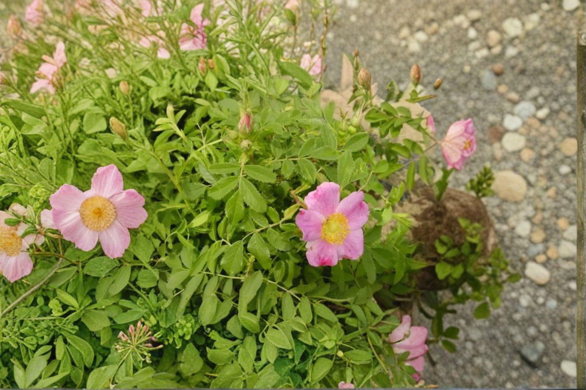 Prairie Wild Rose Seeds - 10 Seeds - Rosa arkansana - Hardy Perennial Shrub for Native Gardens & Wildlife - Pink Blooms