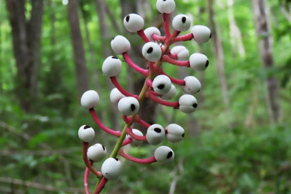 Doll’s Eyes Plants Bare Root Set of 5 | White Berries Perennial for Shade Gardens | Actaea pachypoda