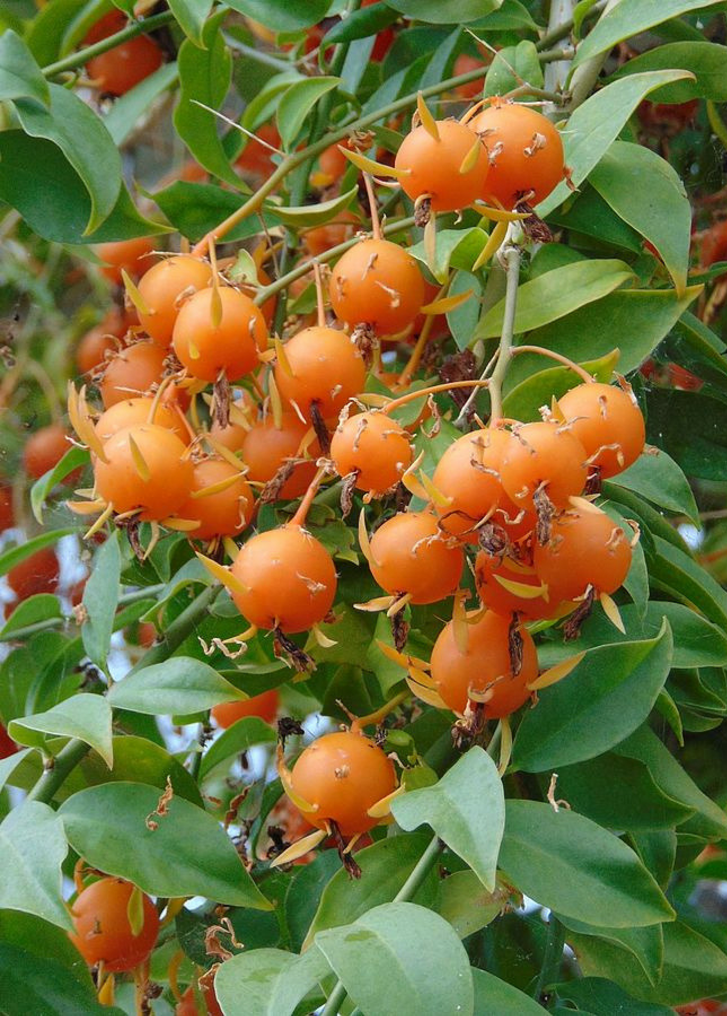 Barbados Gooseberry Plant, Edible Leafy Cactus Vine, Pereskia aculeata, Fruit & Flower Varieties