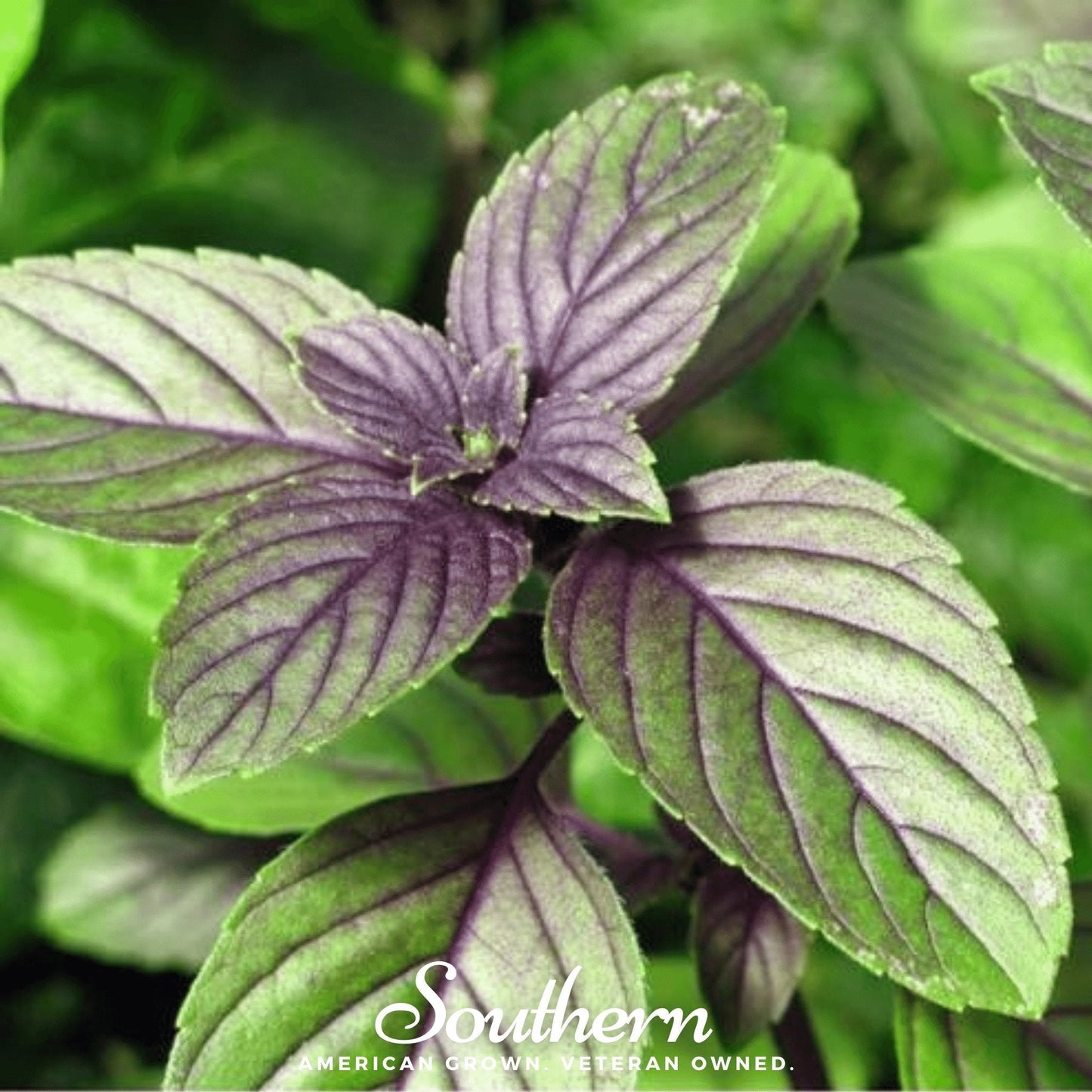 Corsican Basil Seeds - Heirloom, Open Pollinated, Variegated Green and Purple, Culinary Herb, USDA Zone All