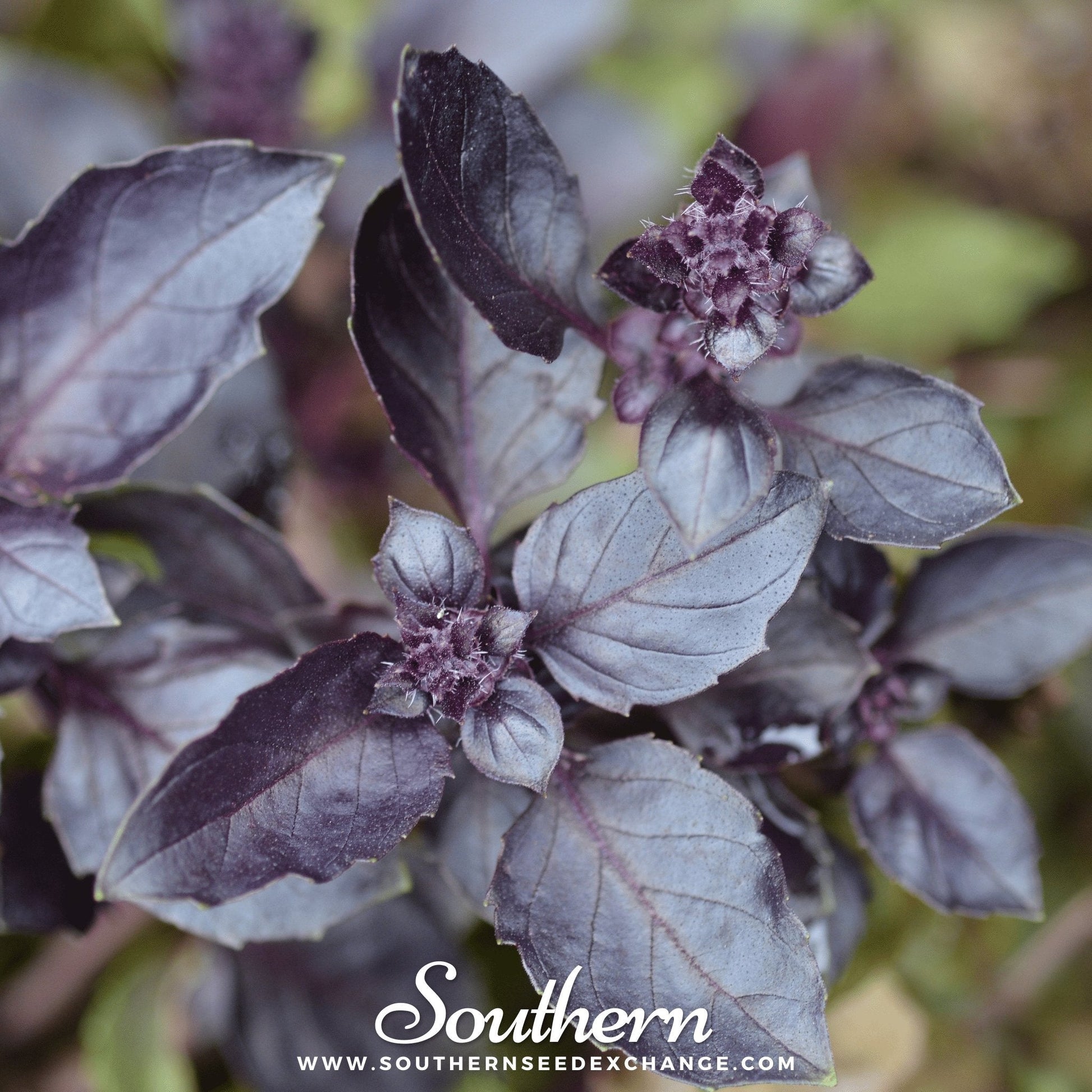 Dark Opal Purple Basil Seeds – Heirloom, All-American Selections Winner, 250 Non-GMO Seeds for Pesto, Salads & Infusions, Annual Herb