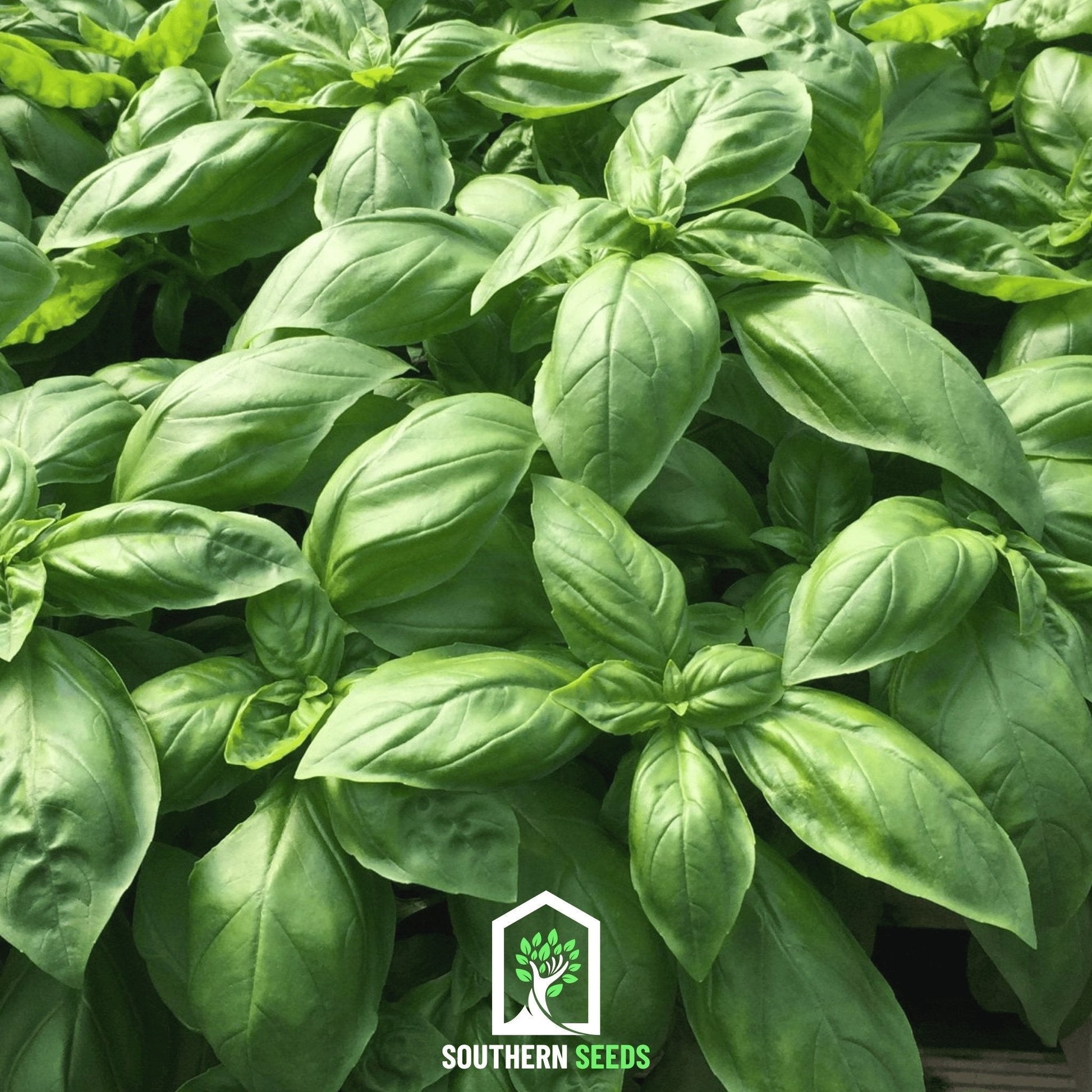 Italian Large Leaf Basil Seeds – Heirloom, Non-GMO, 250 Seeds for Pesto & Mediterranean Cooking